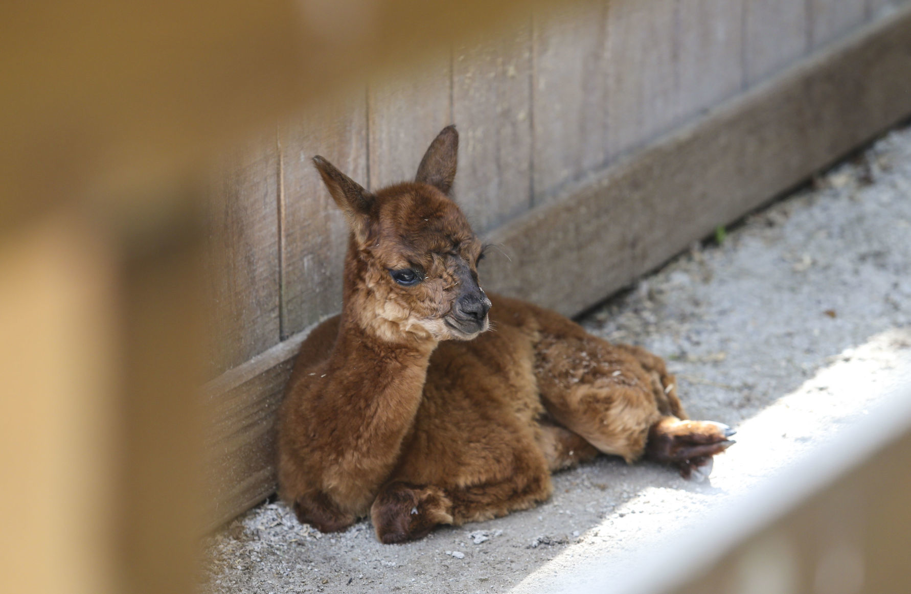 091119-mda-nws-zoobaby-003